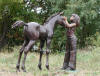 Girl and her Colt Bronze Statue