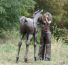 Girl and her Foal Bronze Statue