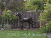 Life Size Yearling Bronze 