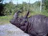 Rhinoceros bronze sculpture