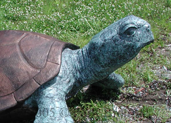 Sea Turtle Bronze-6