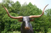 Texas Longhorn bronze sculpture
