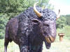 Bison bronze