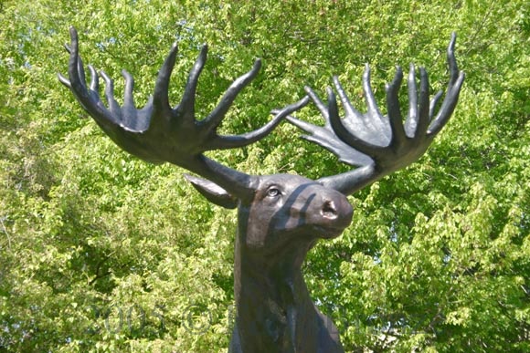 Life Size Moose Standing On Rock bronze-3