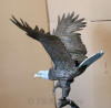 Monumental Eagle bronze sculpture by Jules Moigniez