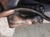 Lioness Bronze Sculpture