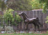 Life Size Yearling Bronze Statue