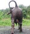 Giant Bull bronze statue