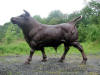 Wall Street Bull bronze statue