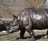 Rhino bronze reproduction