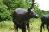 Texas Longhorn bronze statue