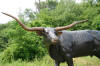 Texas Longhorn bronze sculpture