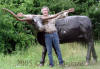 Texas Longhorn with Head Turned bronze statue