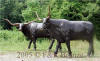 Texas Longhorn with Head straight bronze statue