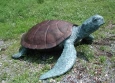 Sea Turtle bronze