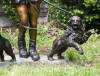 Girl with Two Dogs bronze
