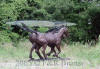Two Horses bronze statue table with glass