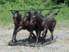 Three Horses bronze statue table with glass