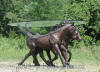 Triple Horses bronze sculpture table