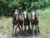 Triple Horses bronze statue table with glass