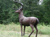 White Tailed Deer bronze statue
