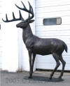 Life Size White Tailed Deer bronze