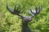 Life Size Moose Standing On Rock bronze