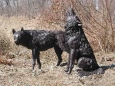 Wolf/ Coyote Pair bronze